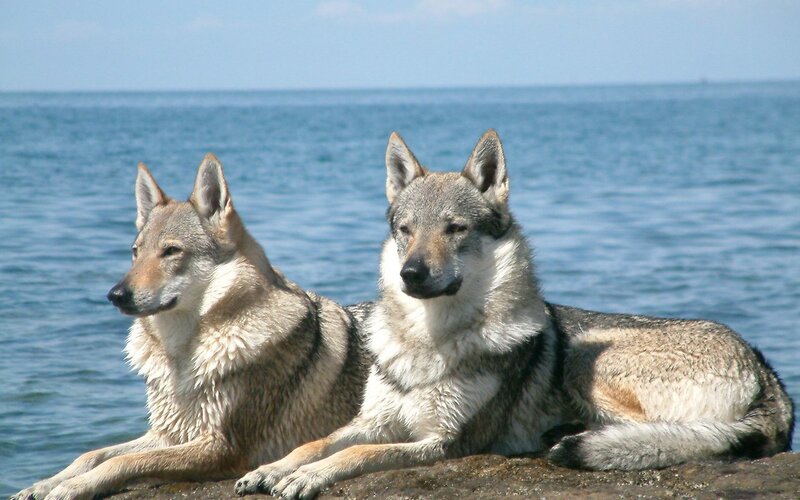 Two Wolves on Rock — Blue
