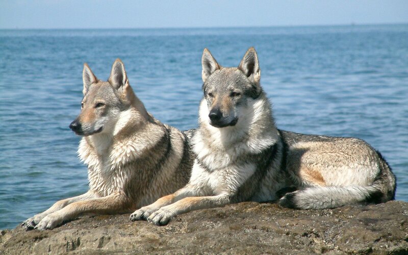 Two Wolves on Rock — Gray, Calm, Afternoon, Photograph