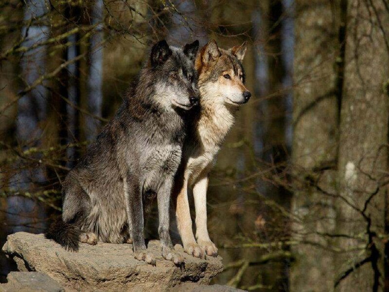 Two Wolves on Rock — Gray, Calm, Afternoon