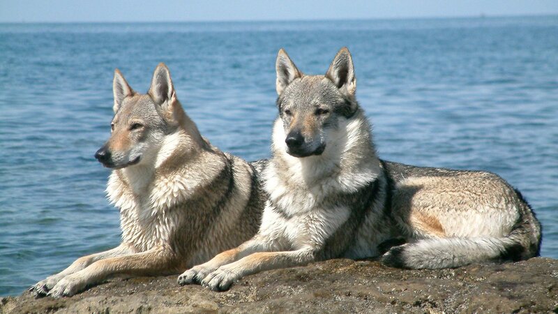 Two Wolves on Rock — Gray, Calm