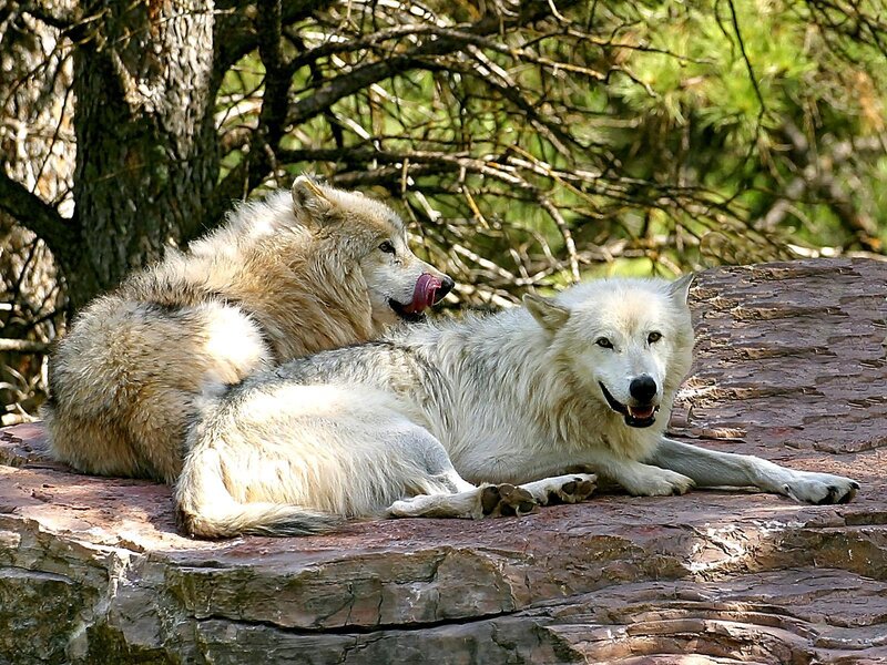 Two Wolves on Rock