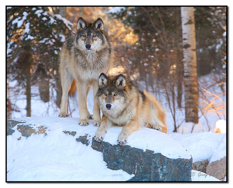 Two Wolves on Rock — White, Calm