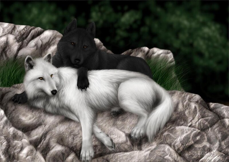 Two Wolves on Rock — White, Serene