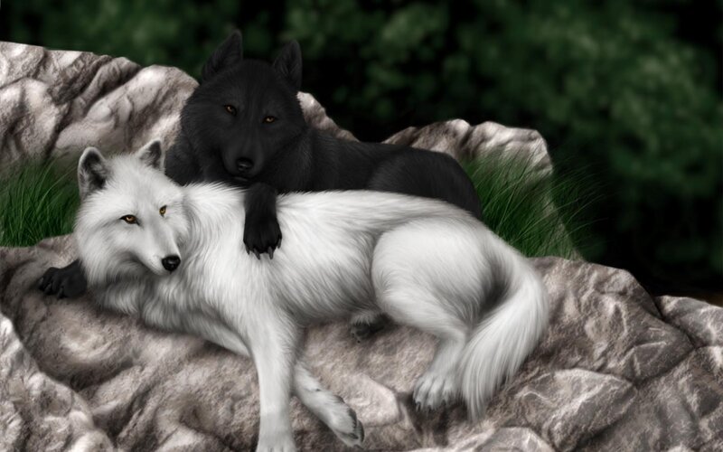 Two Wolves on Rock — White