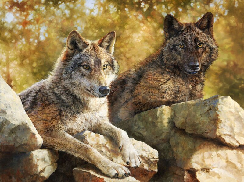 Two Wolves on Rocks — Brown, Calm, Autumn