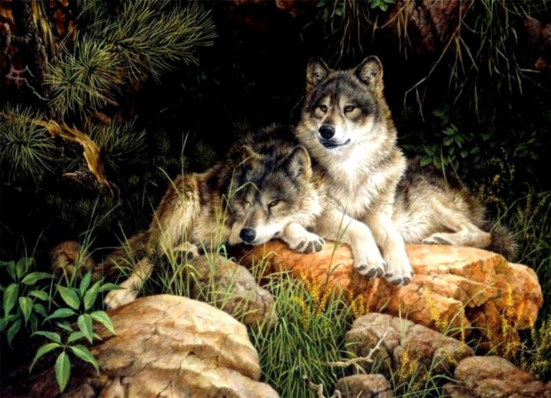 Two Wolves on Rocks — Brown, Calm, Painting