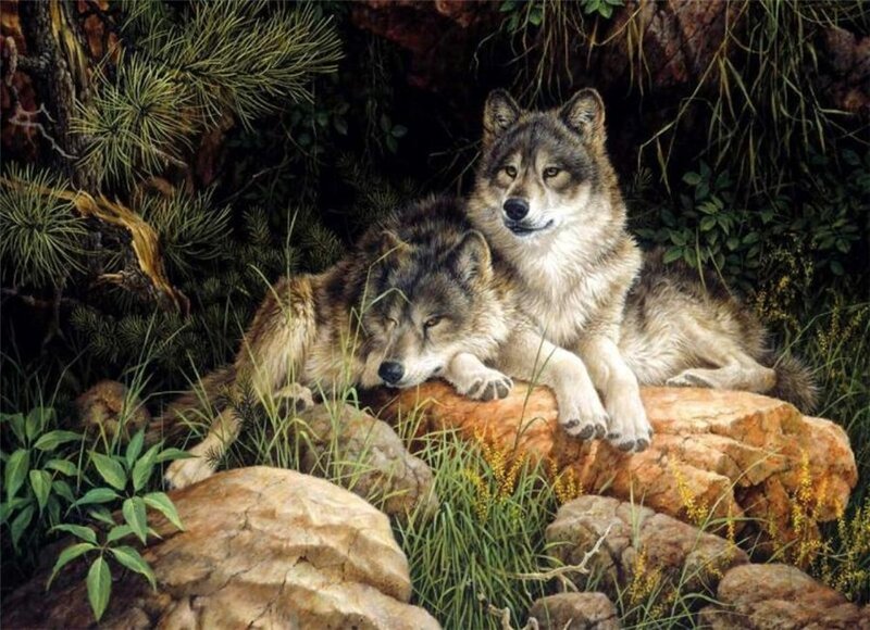 Two Wolves on Rocks — Brown, Calm