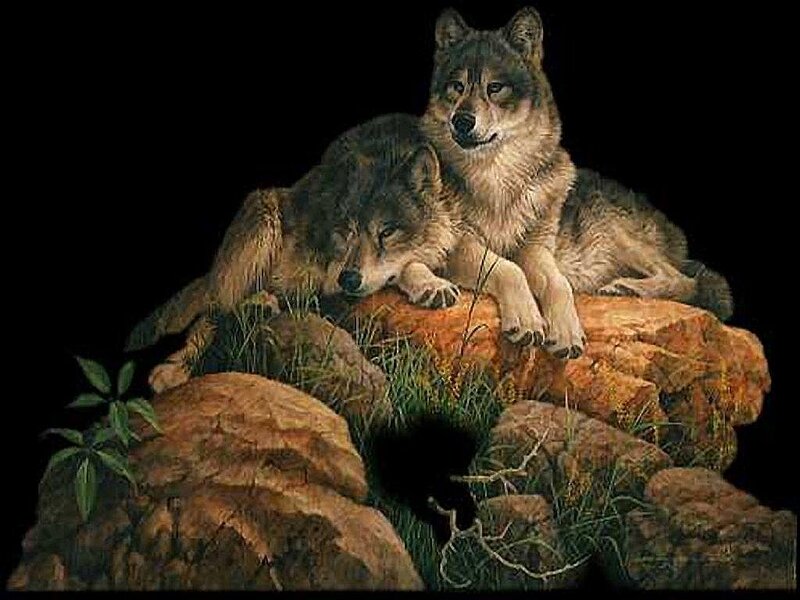 Two Wolves on Rocks — Brown, Dramatic
