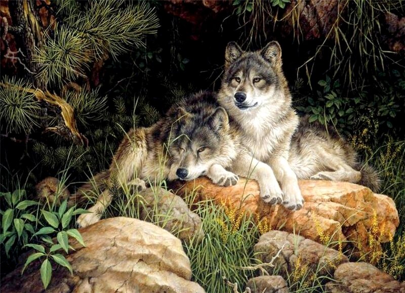 Two Wolves on Rocks — Brown, Serene