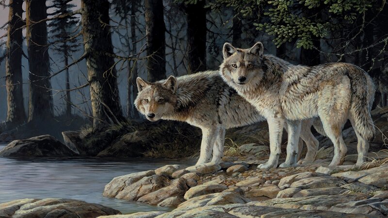 Two Wolves on Rocks — Gray, Alert