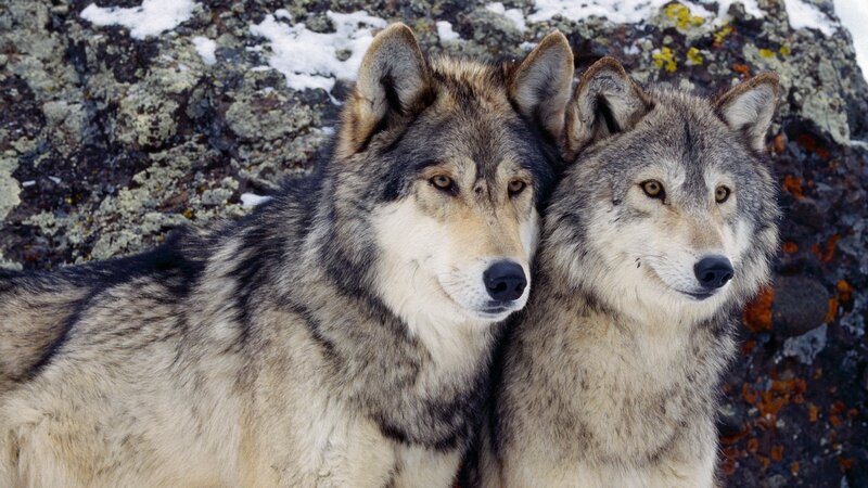 Two Wolves on Rocks — Gray, Calm, Winter, Photograph, Snow, Lichen