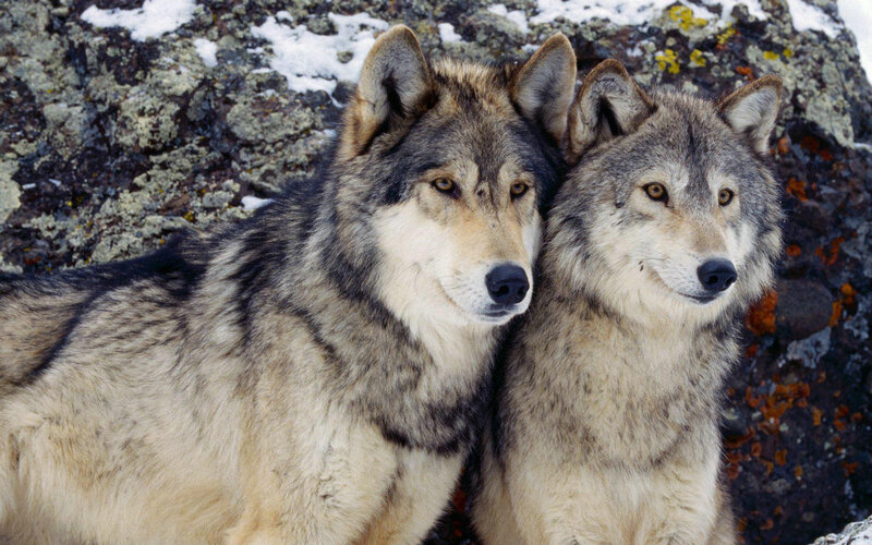 Two Wolves on Rocks — Gray, Calm, Winter, Photograph, Snow