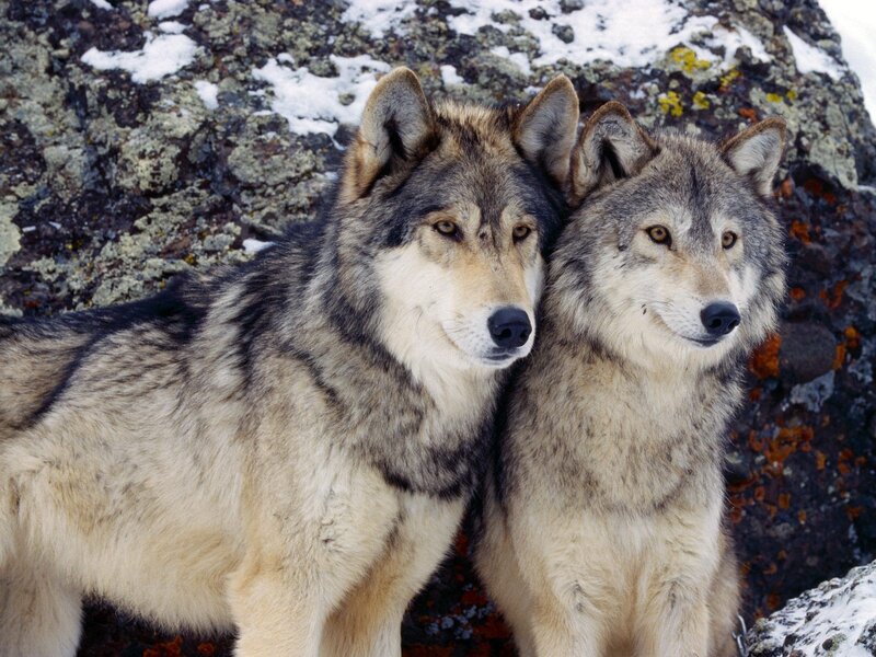 Two Wolves on Rocks — Gray, Calm, Winter, Photograph