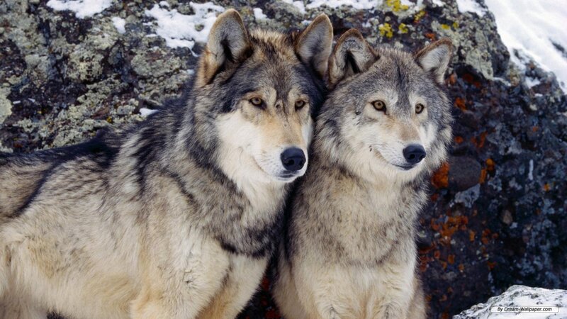 Two Wolves on Rocks — Gray, Calm, Winter
