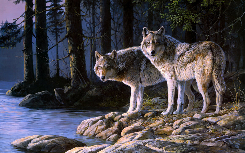 Two Wolves on Rocks — Gray, Dramatic, Night