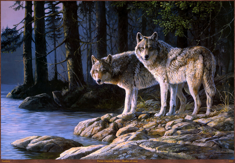 Two Wolves on Rocks — Gray, Dramatic