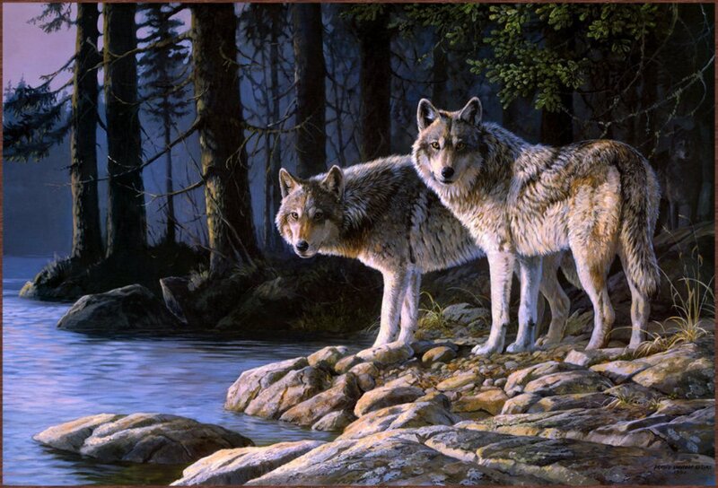 Two Wolves on Rocks — Gray, Serene, Night
