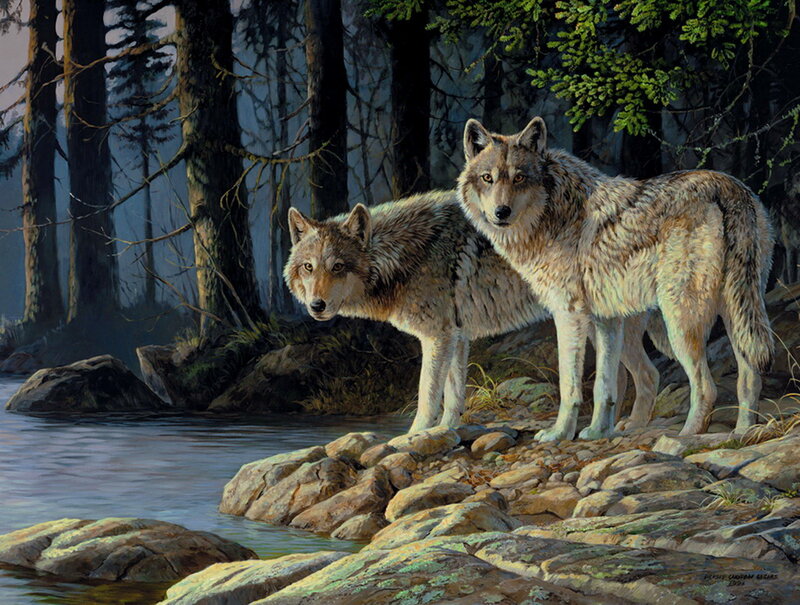 Two Wolves on Rocks — Gray, Serene