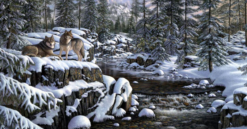 Two Wolves on Rocks