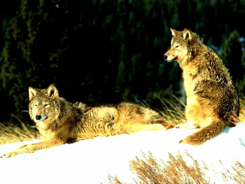 Two Wolves on Snow