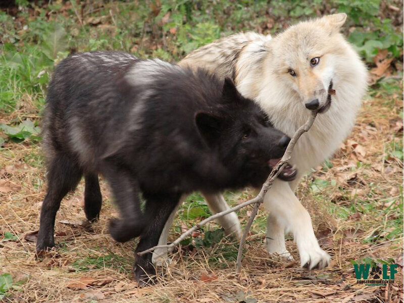 Two Wolves Playing — Black