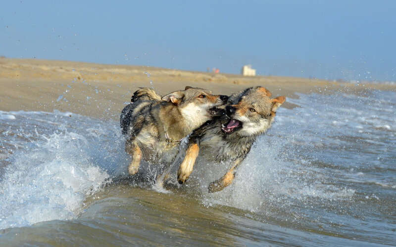 Two Wolves Playing — Blue