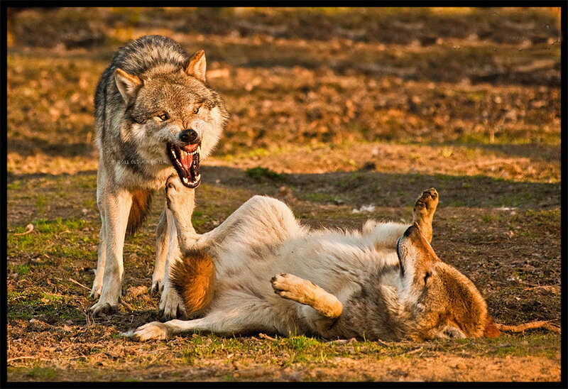 Two Wolves Playing — Brown, Dramatic