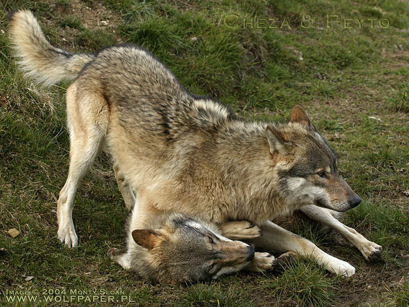 Two Wolves Playing — Brown