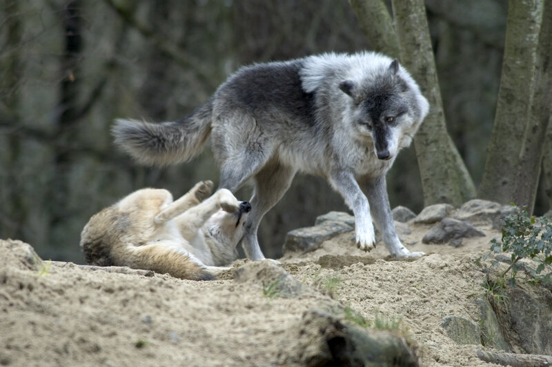 Two Wolves Playing — Gray, Playful, Afternoon