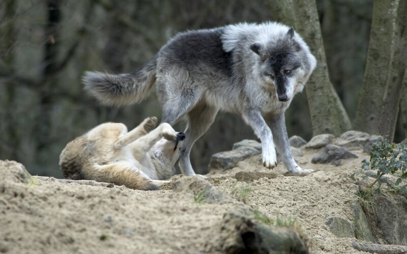 Two Wolves Playing — Gray, Playful, Photograph
