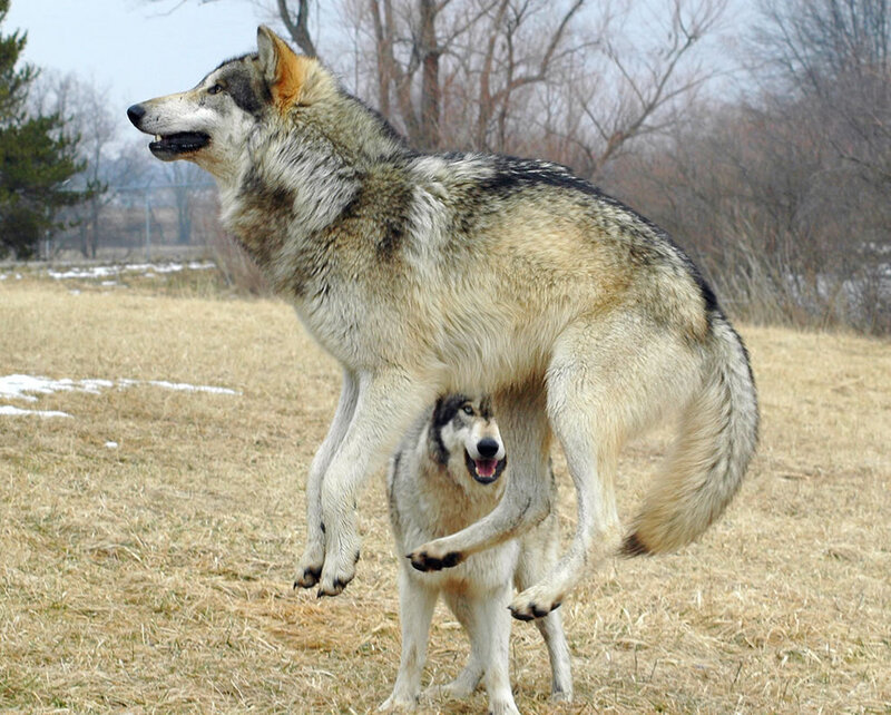Two Wolves Playing — Gray, Playful