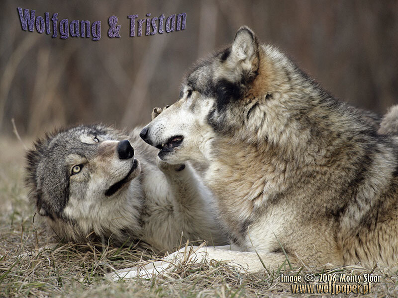 Two Wolves Playing — Gray
