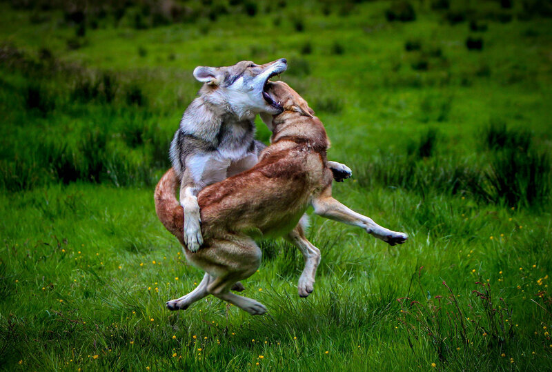Two Wolves Playing — Green, Dynamic