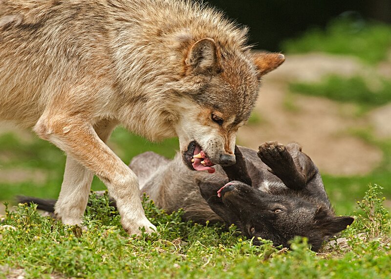Two Wolves Playing — Green, Playful, Afternoon, Photograph