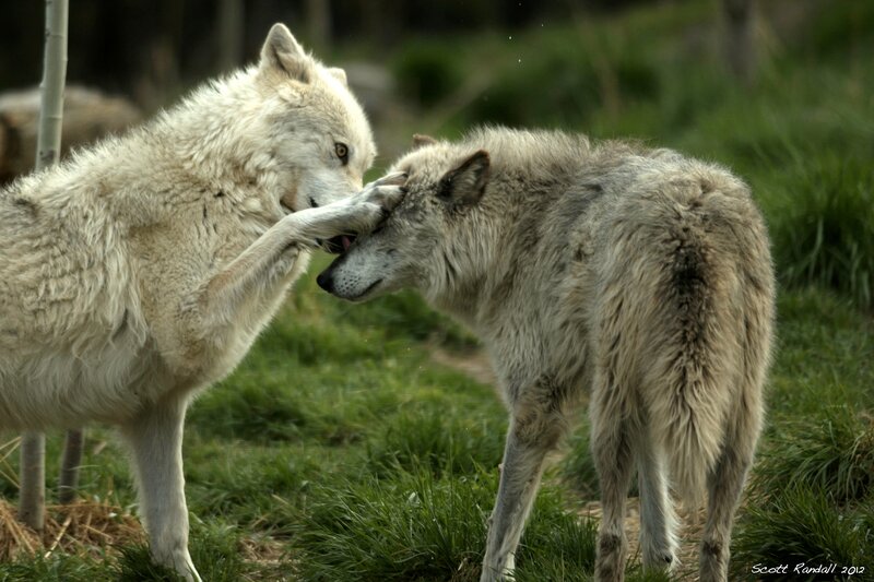 Two Wolves Playing — Green, Playful, Afternoon