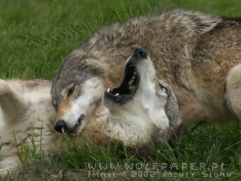 Two Wolves Playing — Green, Playful
