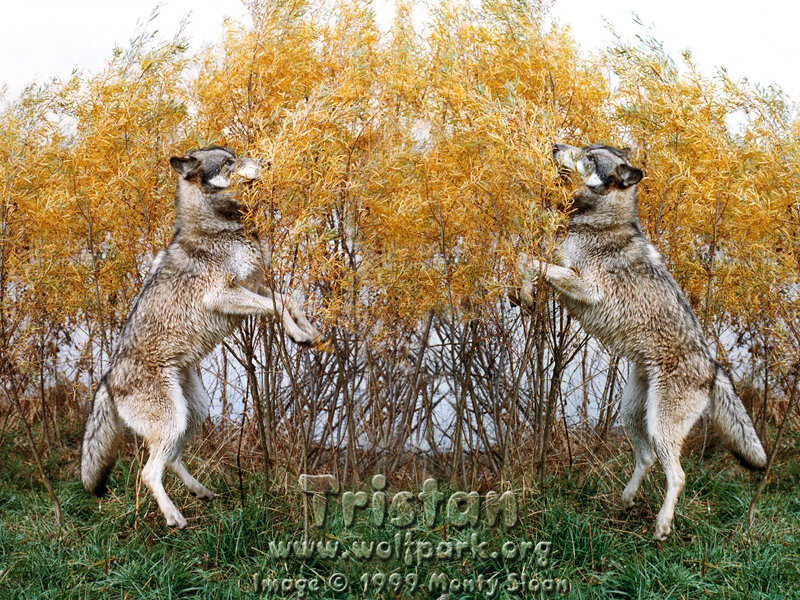 Two Wolves Playing