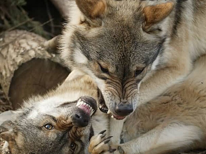 Two wolves playing together