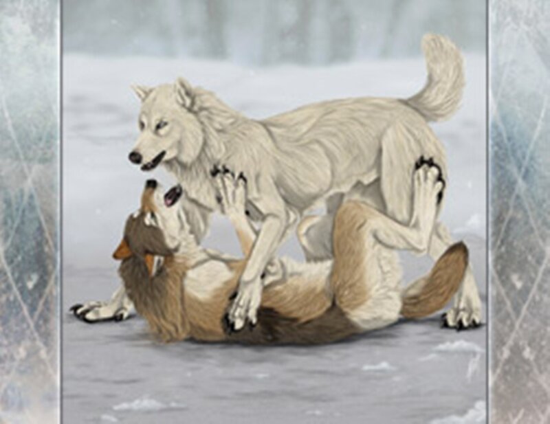 Two Wolves Playing — White, Playful