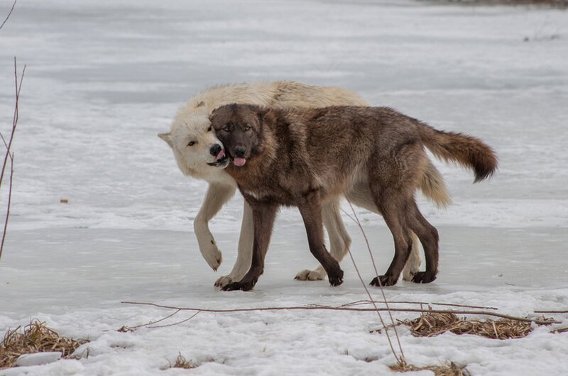 Two Wolves Playing — White, Playful, Winter, Photograph, Snow