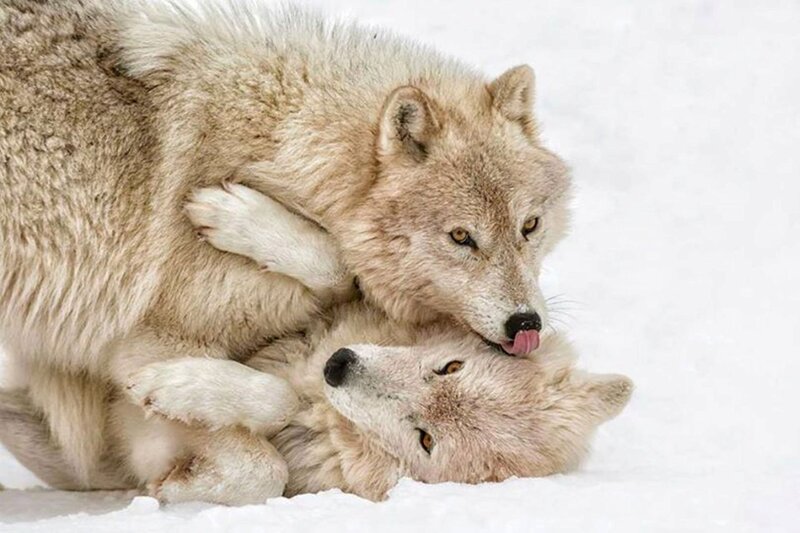 Two Wolves Playing — White, Playful, Winter, Photograph