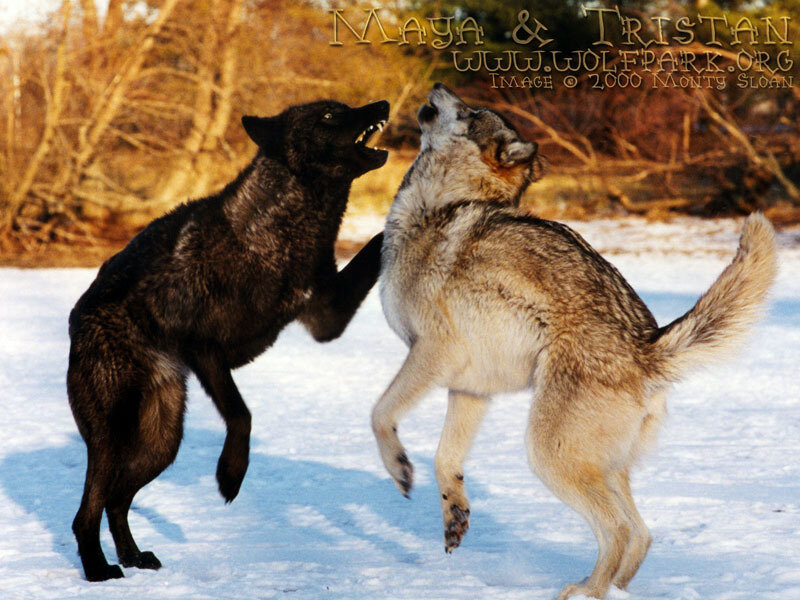 Two Wolves Playing — White