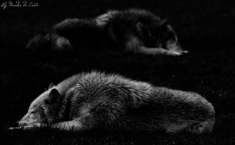 Two Wolves Resting — Black, Calm, Night