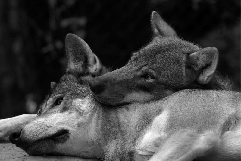 Two Wolves Resting — Black, Calm, Photograph