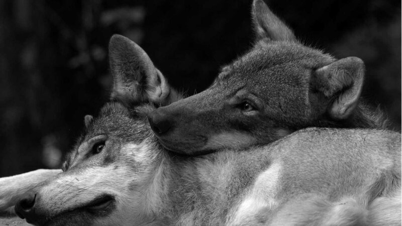 Two Wolves Resting — Black, Calm