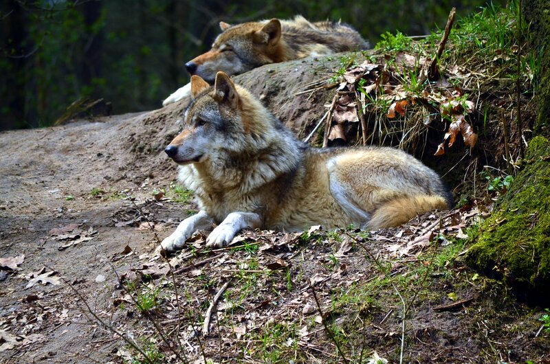 Two Wolves Resting — Brown, Calm, Afternoon