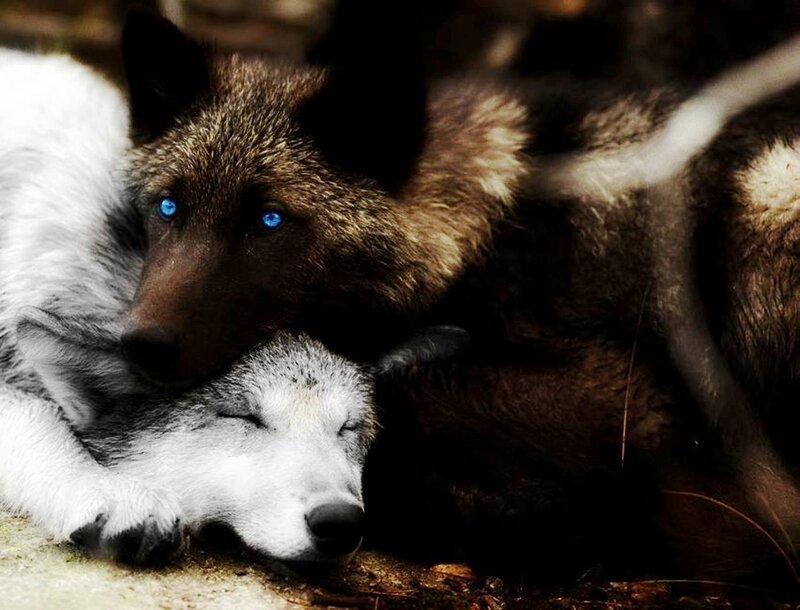 Two Wolves Resting — Brown, Calm, Photograph