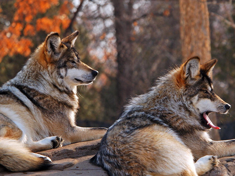 Two Wolves Resting — Brown, Calm