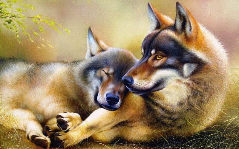 Two Wolves Resting — Brown, Peaceful, Afternoon