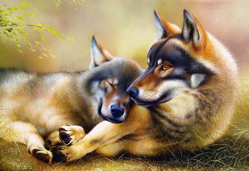 Two Wolves Resting — Brown, Peaceful